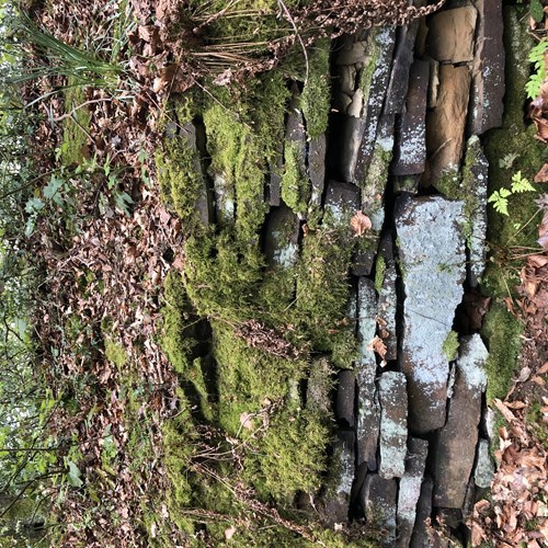 bug tree