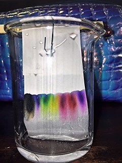 Paper chromatography in progress