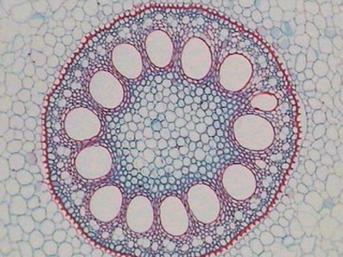 Plant cell under microscope