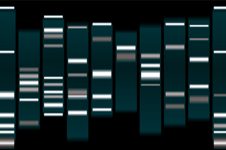 Electrophoresis Experiment