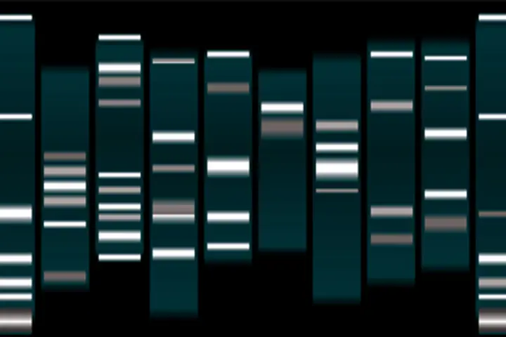 Electrophoresis Experiment