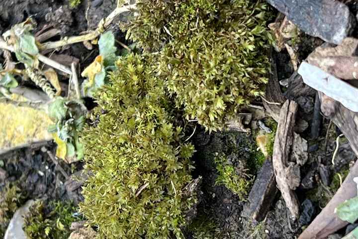 Moss Safari