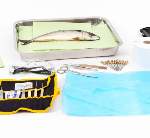 7. Dissection of a gas exchange system.png