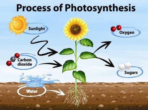 Photosynthesis process