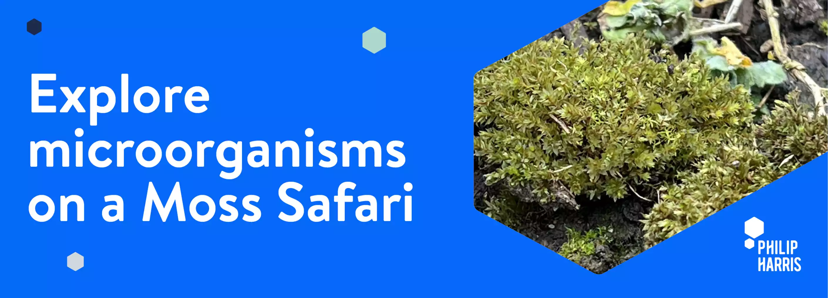 Moss Safari