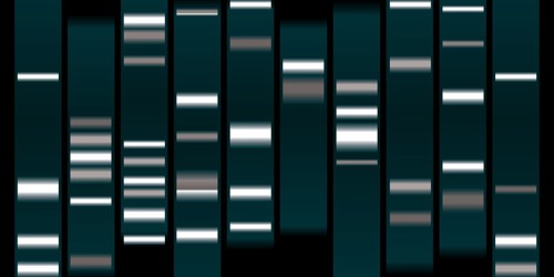Electrophoresis experiment