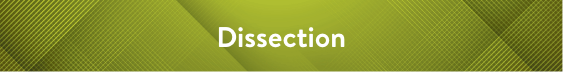 Dissection MOBILE.png